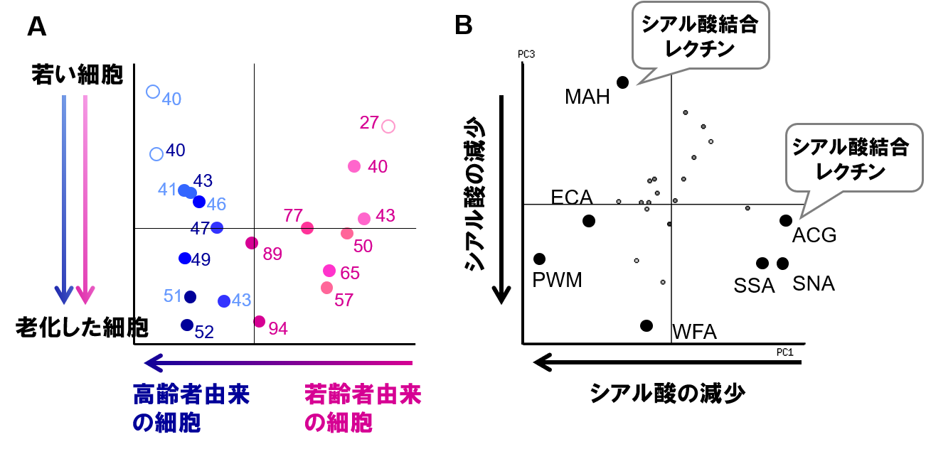 図3細胞表層糖鎖における細胞老化と個体老化