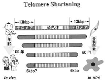 Telomere Shortening