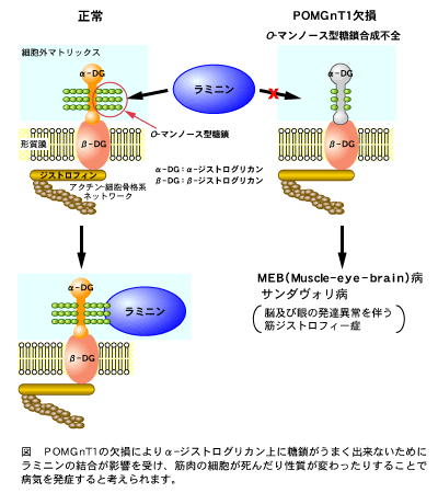 図