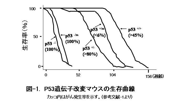 図-1.　P53遺伝子改変マウスの生存曲線