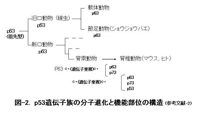 図-2.　P53遺伝子族の分子進化と昨日部位の構造（参考文献-2）