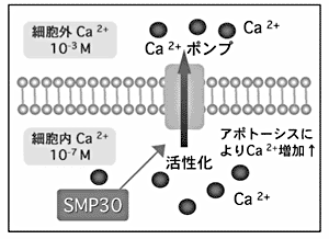 図1 SMP30はカルシウムポンプを活性化し、アポトーシスを制御する