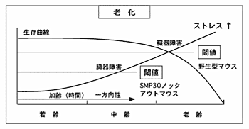 図3 SMP30が無いと臓器障害が起こりやすい