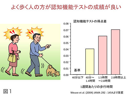 歩行は なぜ認知症予防につながるのか 地方独立行政法人 東京都健康長寿医療センター研究所